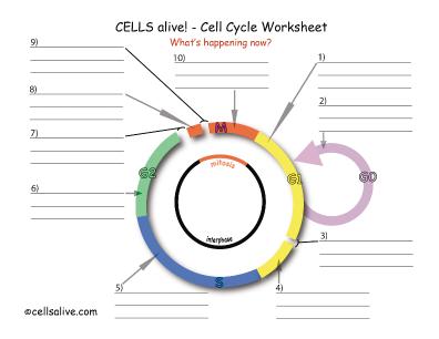 LifeSciTRC.org - Cells alive! - Cell Cycle Worksheet